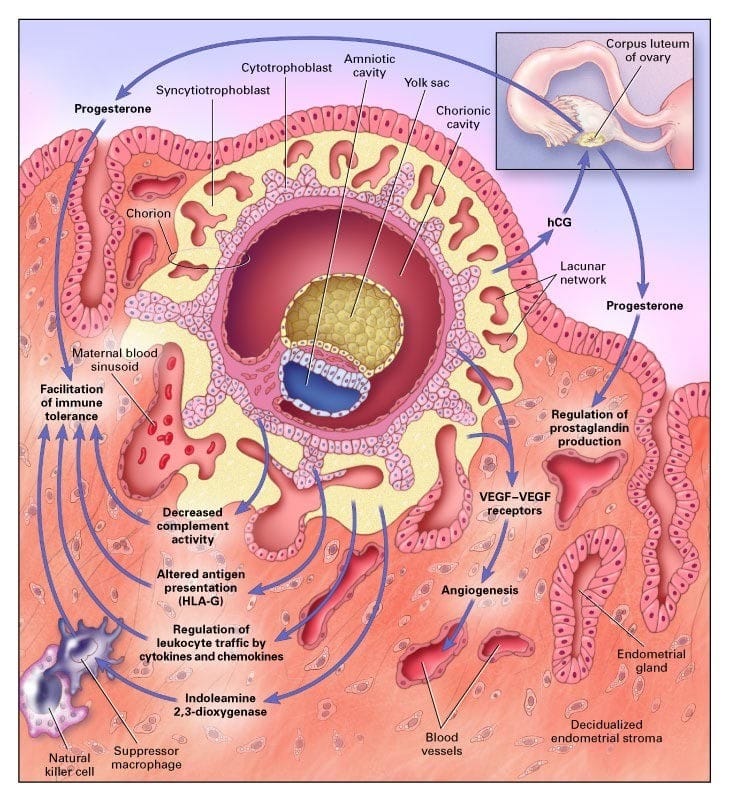 Vai trò của Progesterone trong quá trình làm IVF