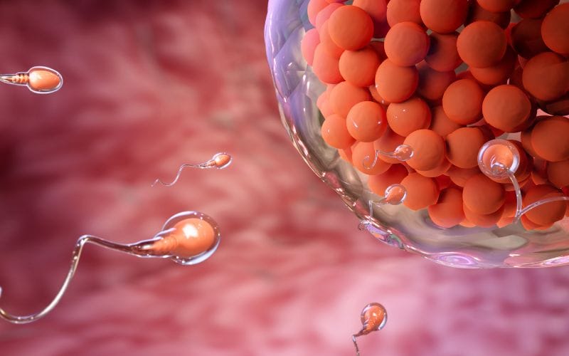 Quá Trình Phôi Làm Tổ Sau IVF