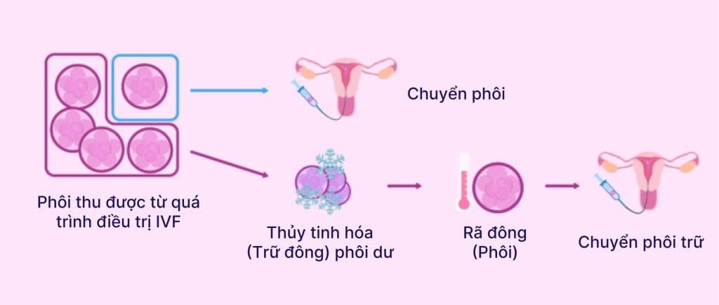 Phôi trữ đông để được bao lâu?
