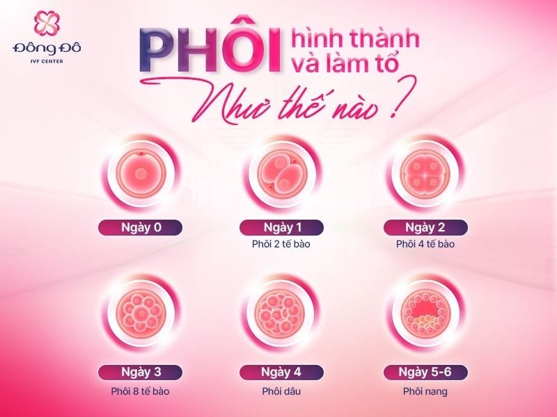 Sự phát triển của phôi qua từng này. Phôi ngày 5 (phôi nang) phát triển hoàn thiện hơn phôi ngày 3, sức sống và tỷ lệ thành công chuyển phôi cao hơn
