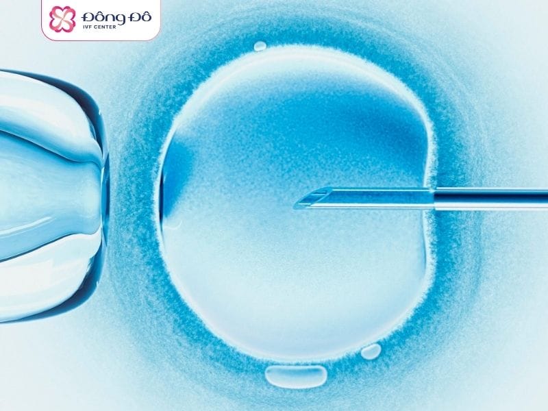 AMH cao đồng nghĩa với nhiều cơ hội tạo được phôi khỏe mạnh
