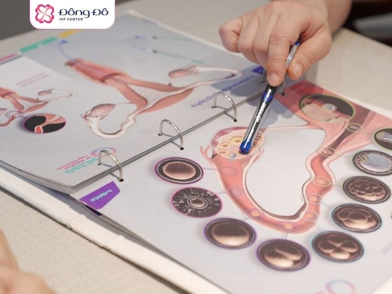 Cần xác định AMH để chỉ định phương pháp hỗ trợ sinh sản phù hợp