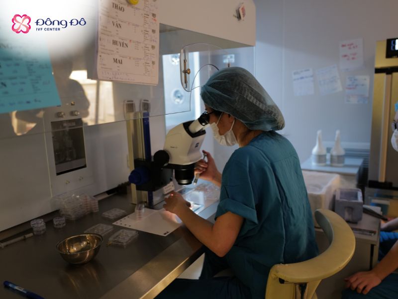 Nhân viên lab lựa chọn noãn tốt nhất trước khi trữ đông noãn