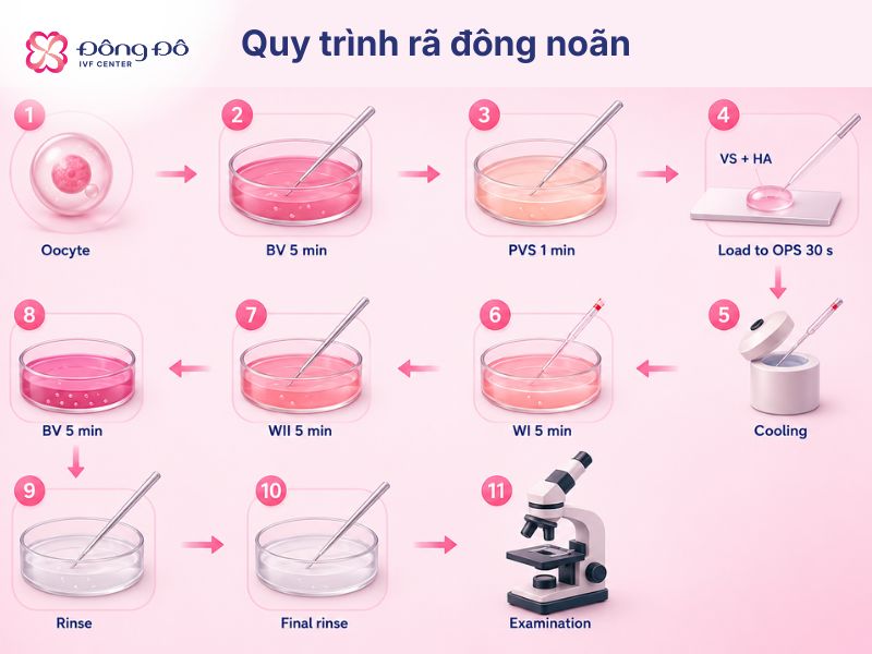 Một số lượng noãn nhỏ có thể bị hao hụt trong quá trình giã đông, nhưng thường phụ thuộc vào tay nghề của chuyên viên lab
