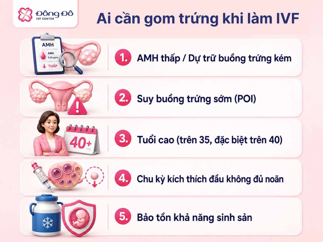 gom trứng làm IVF