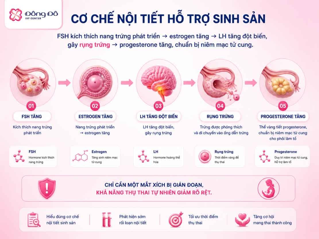 Cơ chế nội tiết trong sinh sản - chỉ cần 1 mắt xích bị gián đoạn cũng ảnh hưởng tiêu cực tới khả năng thụ thai tự nhiên