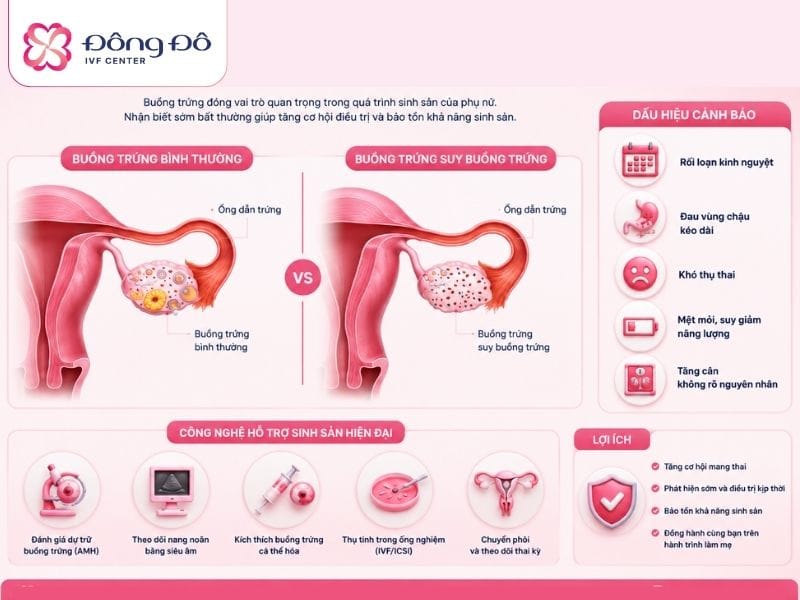Inforgraphic thông tin về suy buồng trứng sớm POI