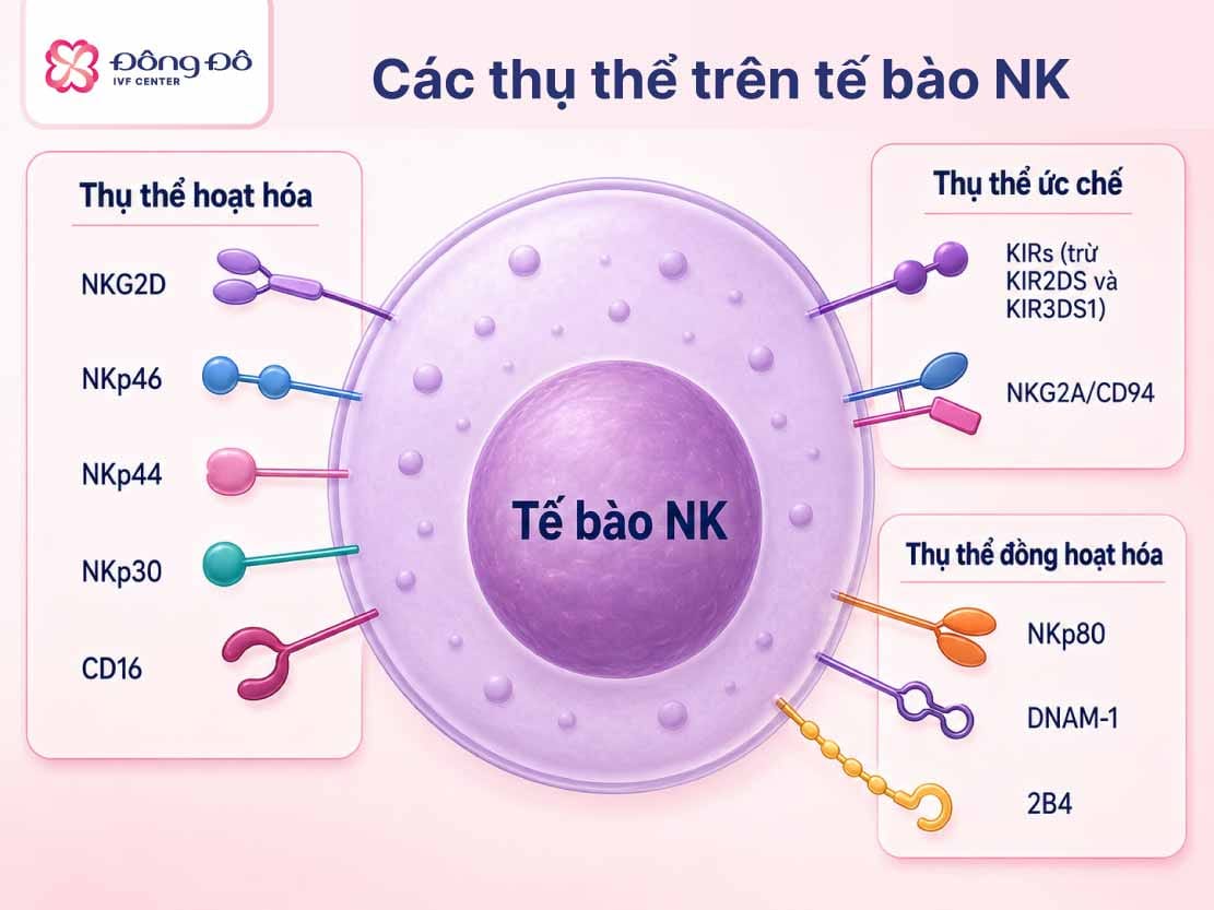 Thụ thể trên Tế bào NK (Natural killer cell)