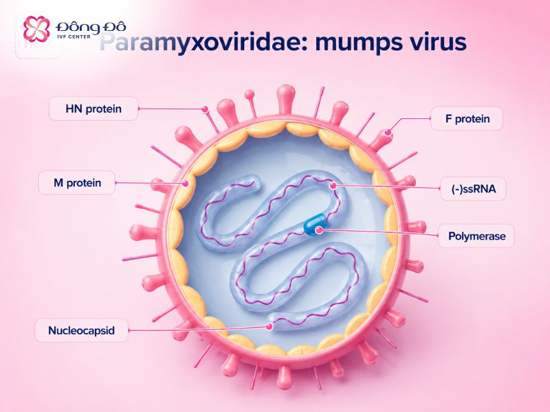 Virus quai bị là một trong những nguyên nhân hàng đầu gây viêm tinh hoàn
