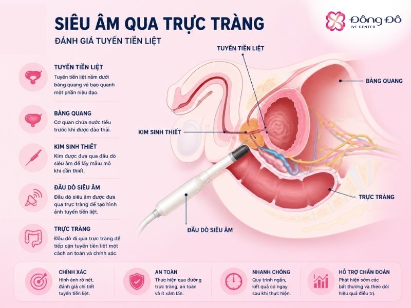 Siêu âm qua trực tràng để phát hiện các bệnh lý nam khoa ảnh hưởng đến sinh sản