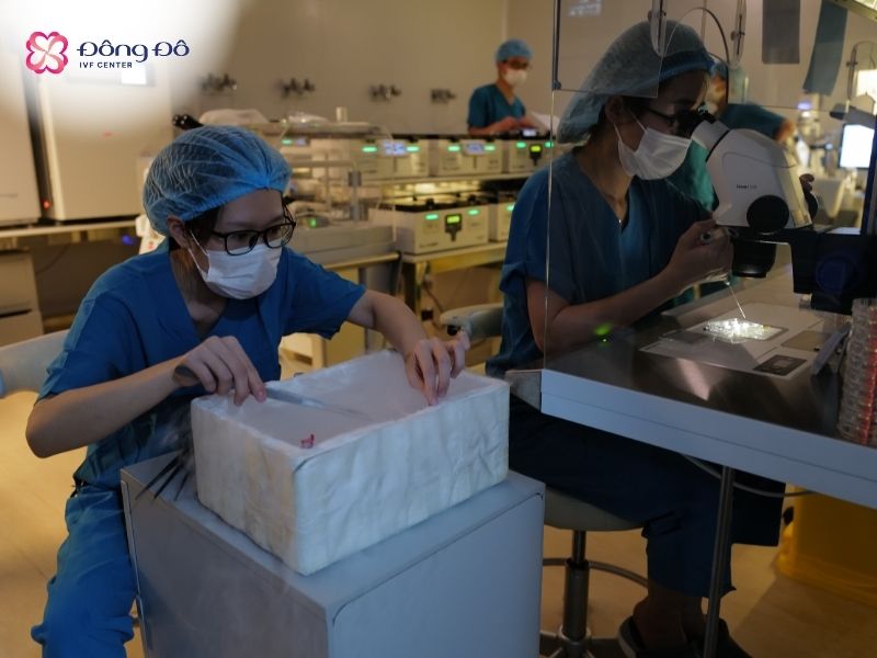 Noãn được nhúng trực tiếp vào nitơ lỏng