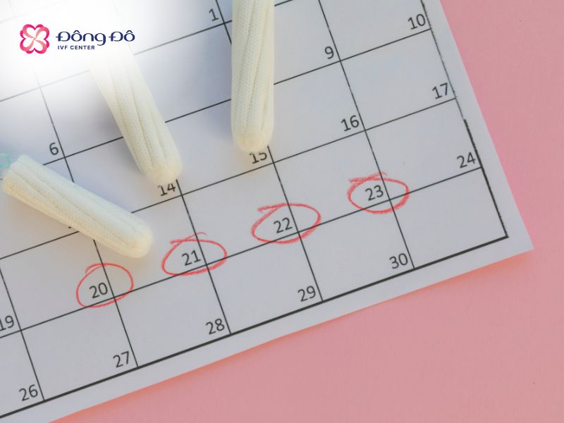 Từ 1-2 chu kỳ kinh là mẹ có thể bắt đầu chuyển phôi lần tiếp theo