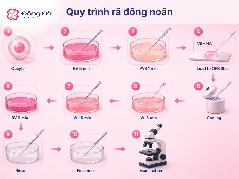 Quy trình rã đông noãn an toàn được chuẩn hóa bằng công nghệ hiện đại