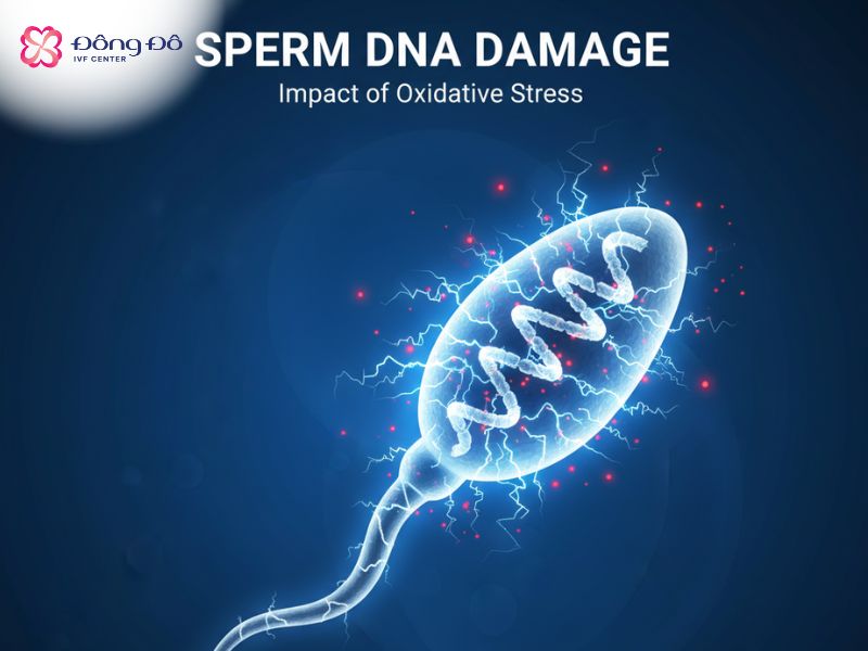 Viêm tuyến tiền liệt gây stress oxy hóa, từ đó tăng tỷ lệ phân mảnh DNA của tinh trùng